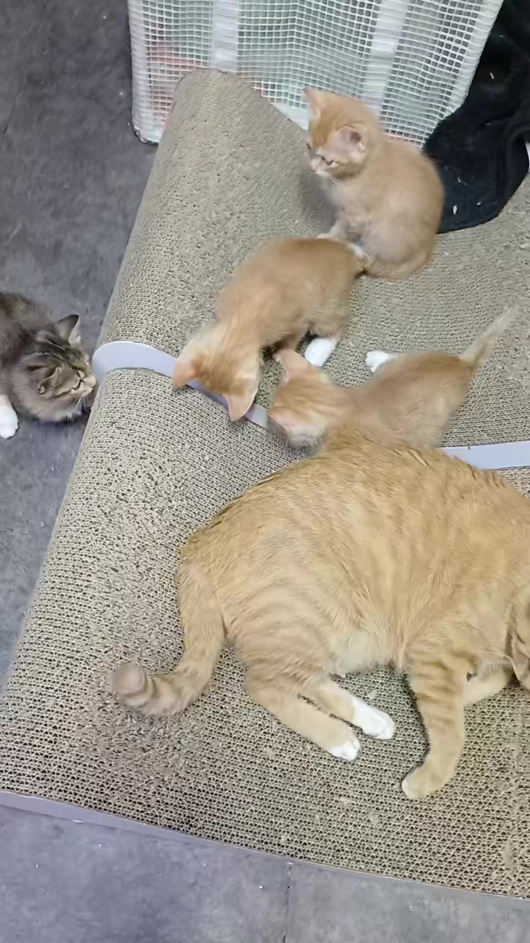 @🩵냥냥이하우스 13냥3멍💜