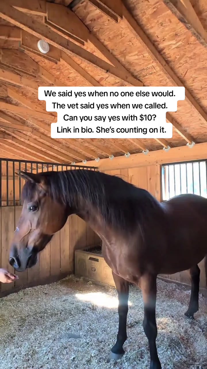 @REBORN ANIMAL RESCUER