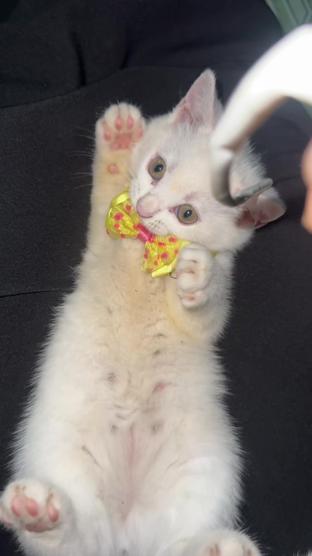@รียาชอบแมว🩶🐈⬛