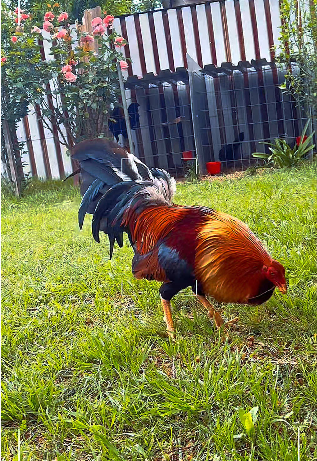 @PR_Gamefowl👑