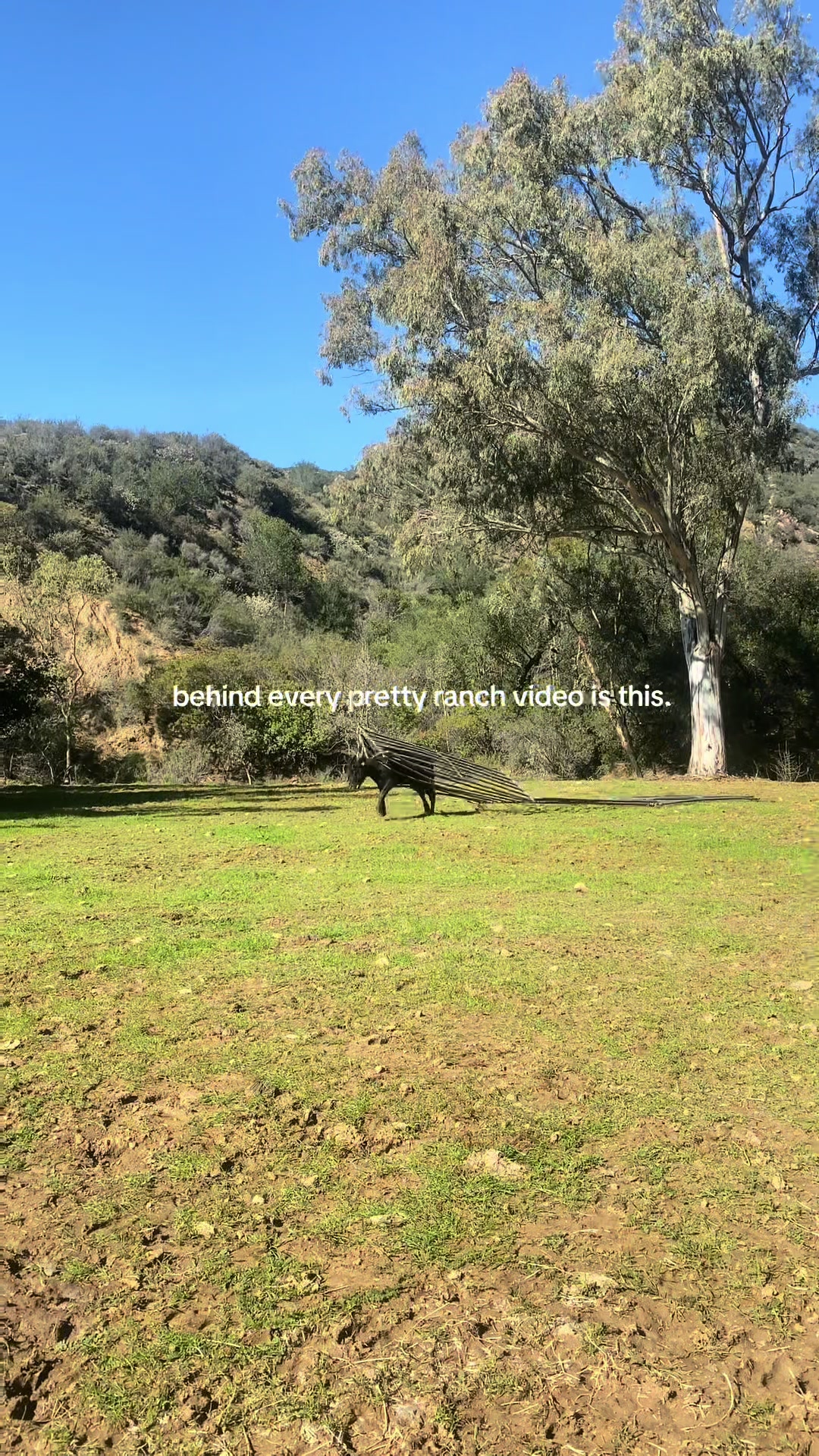 @hvrcattle