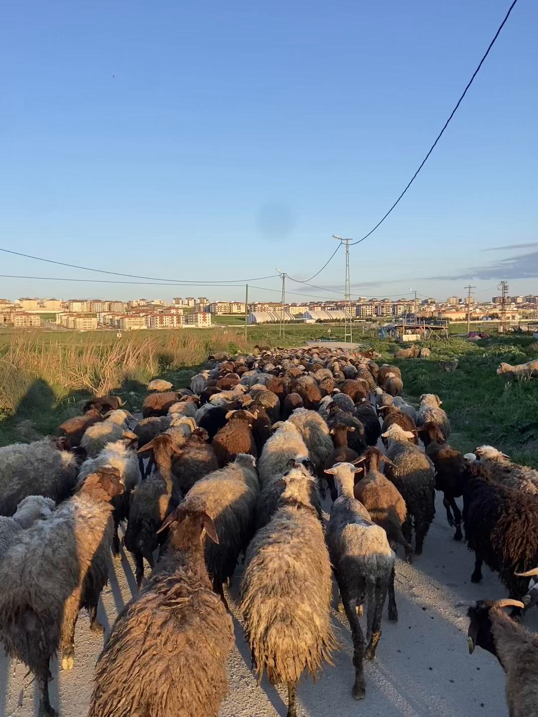 @Mehmet ŞEREMAT49