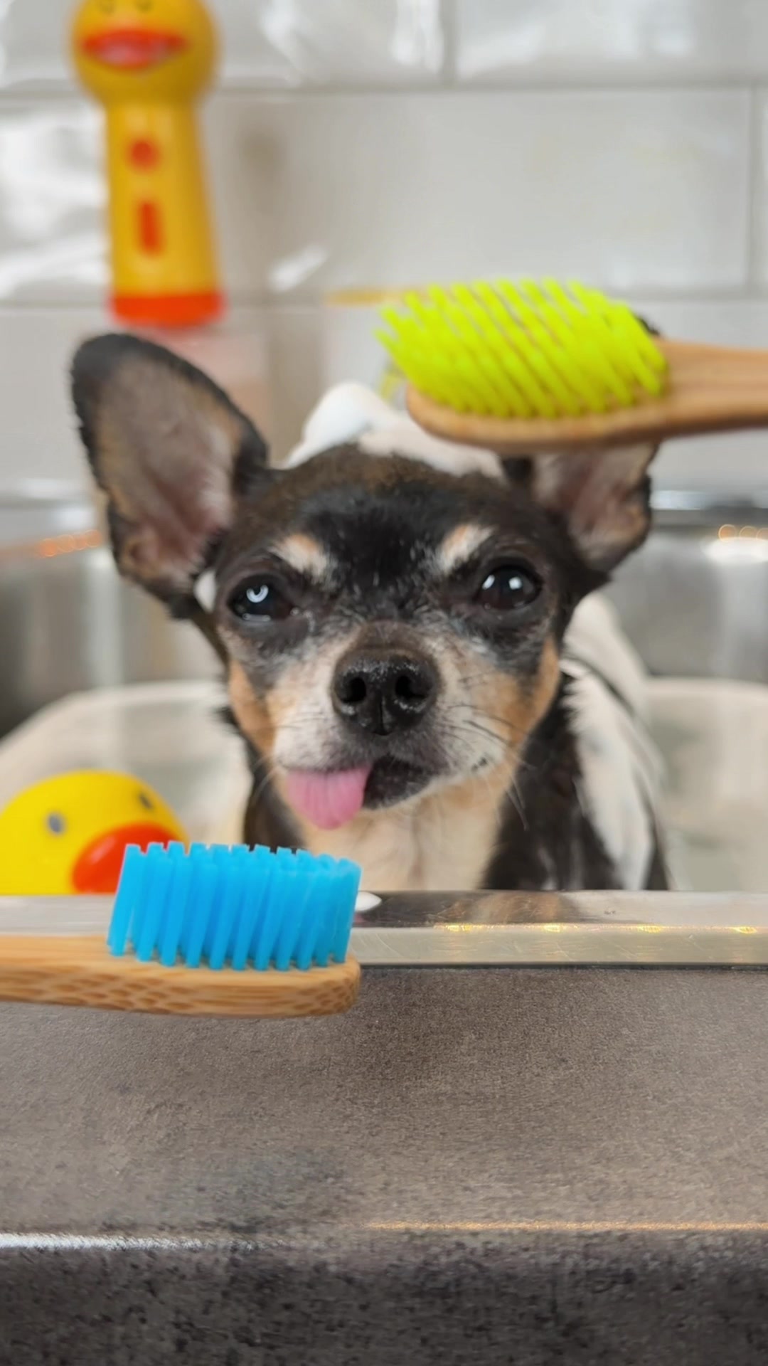 @Tiny Chihuahua Cedric & Maya