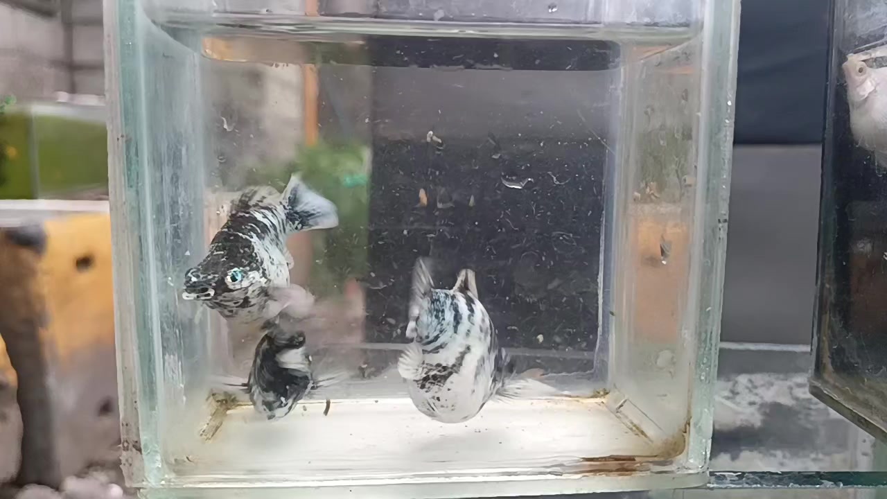 @dexx aquatics