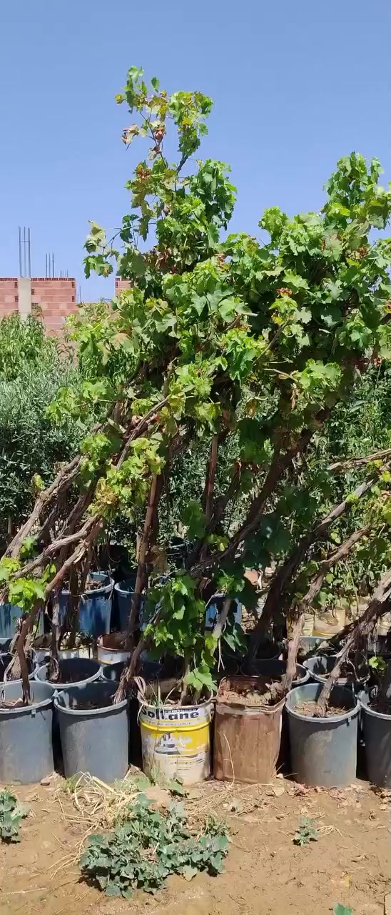 @مشتلة عبدالله
