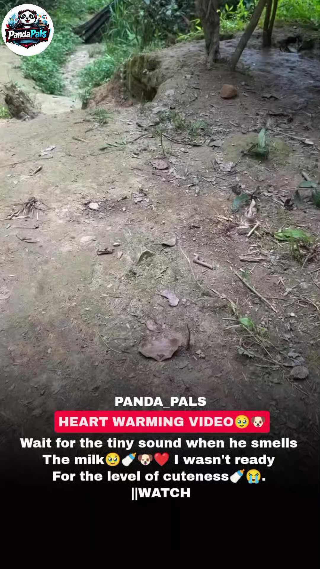 @PandaPals