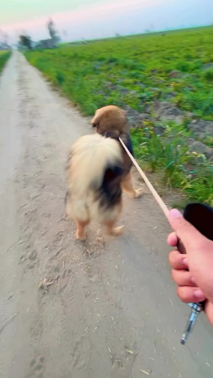 @Kashmiri_Bakrwal_Dog