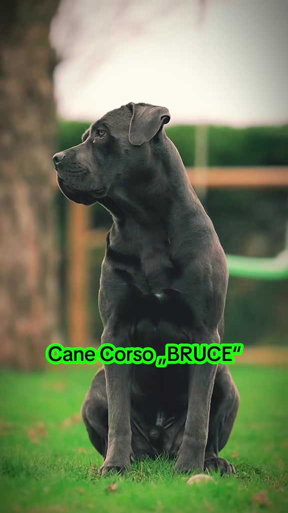 @BruceXcorso