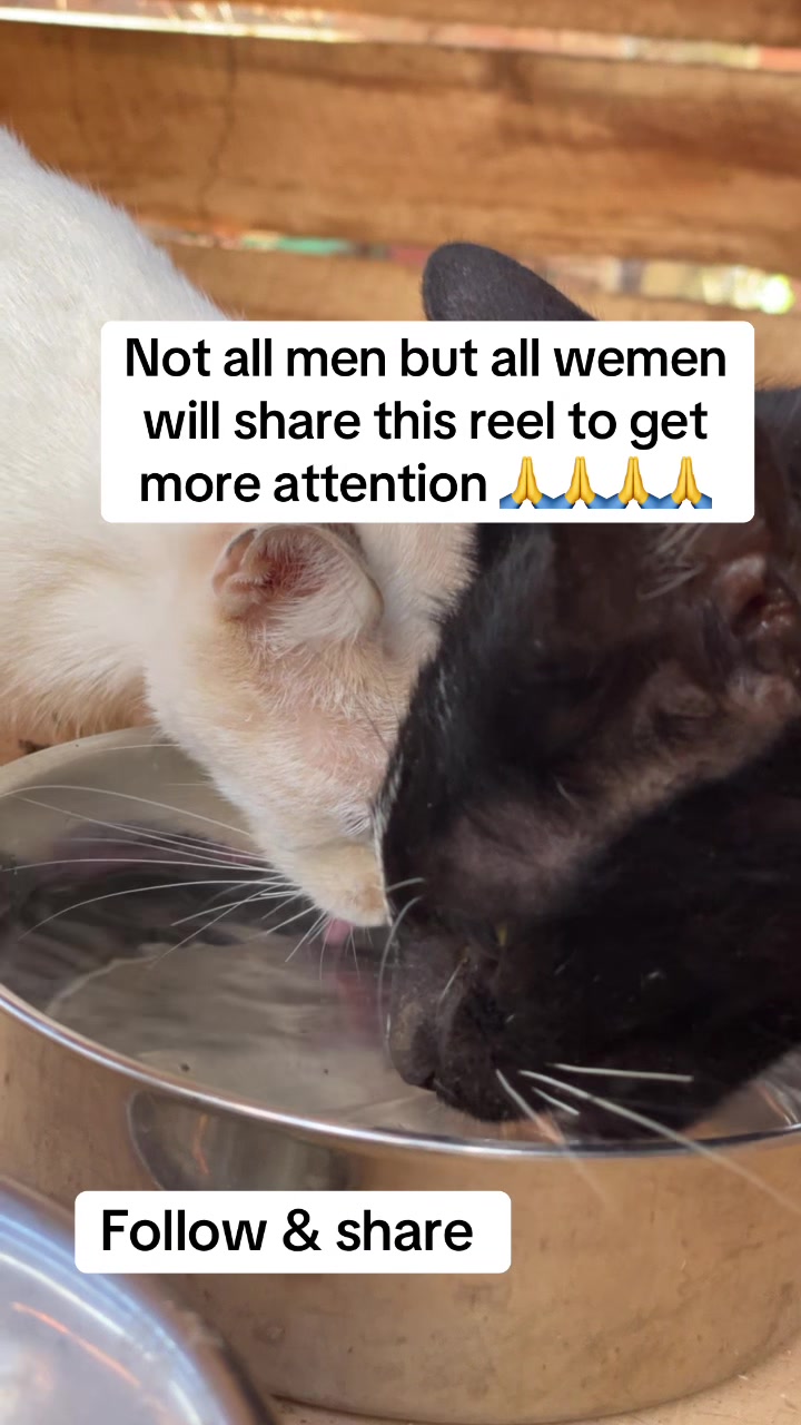 @tailspinrescue