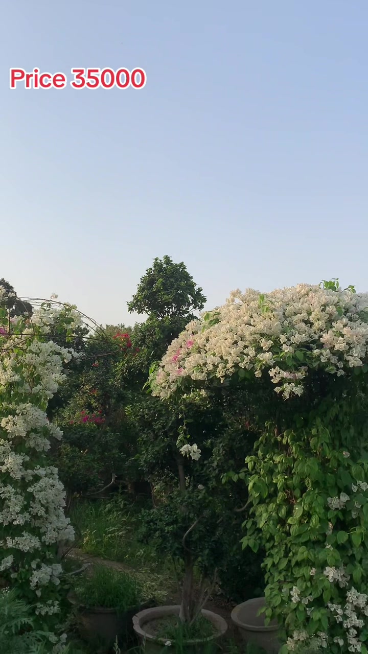 @روز پلانٹ نرسر ی فارم پتوکی