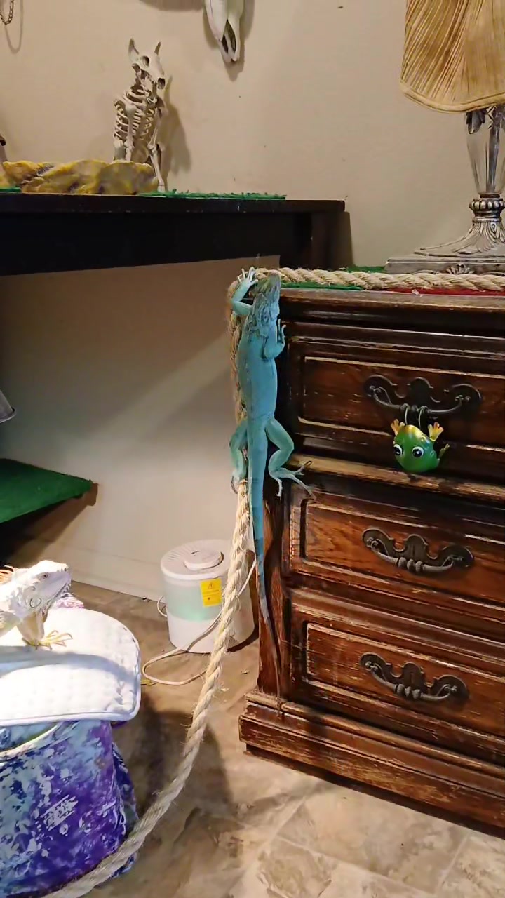 @Jimmy4 🦖