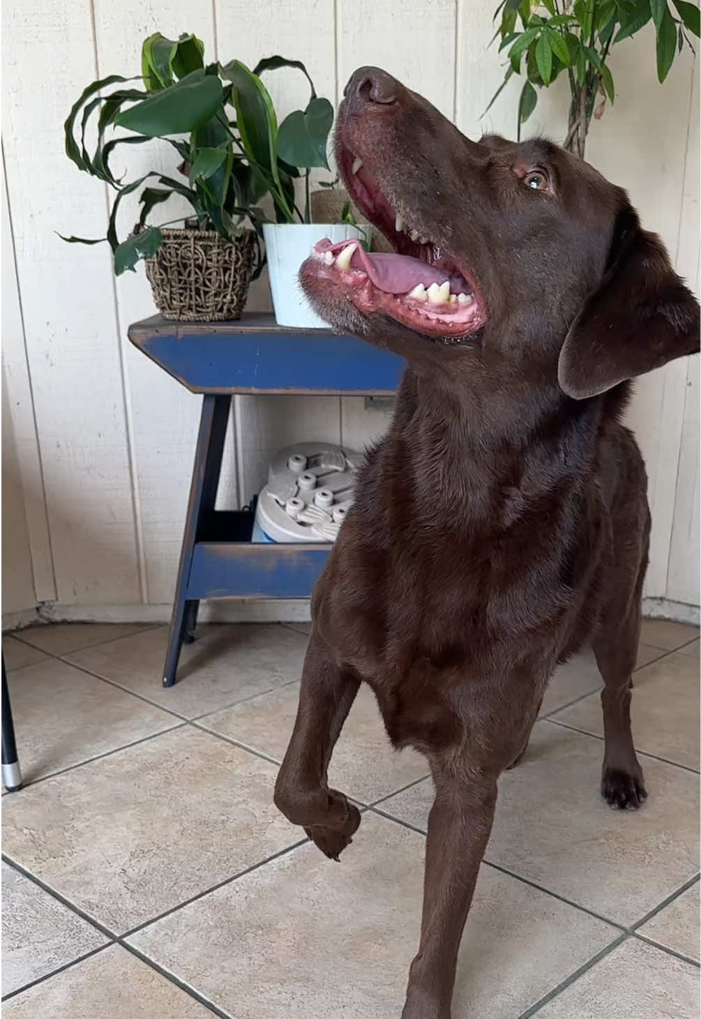 @AmandaT | Your Dog is COOL!