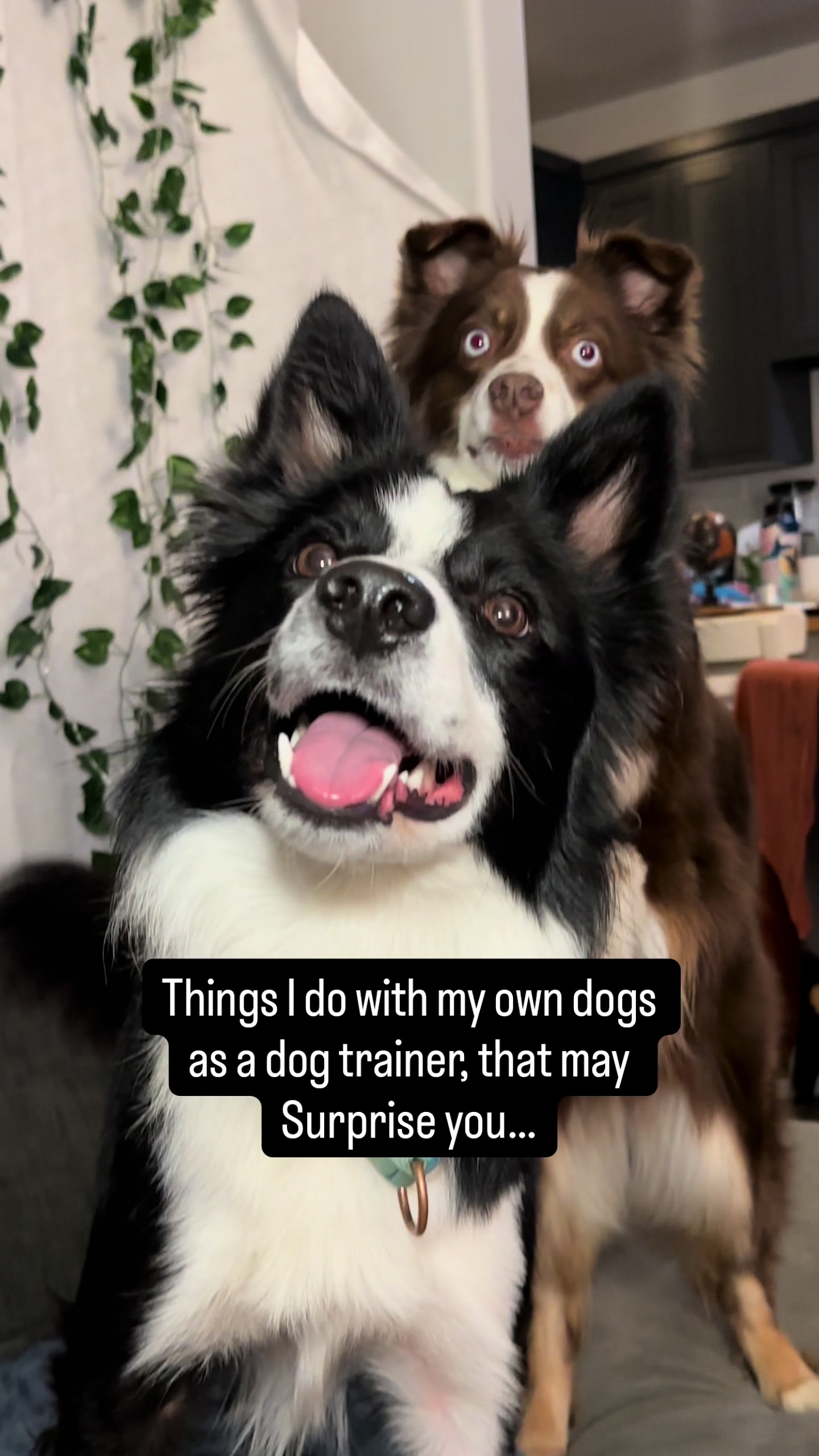 @captivatingk9s