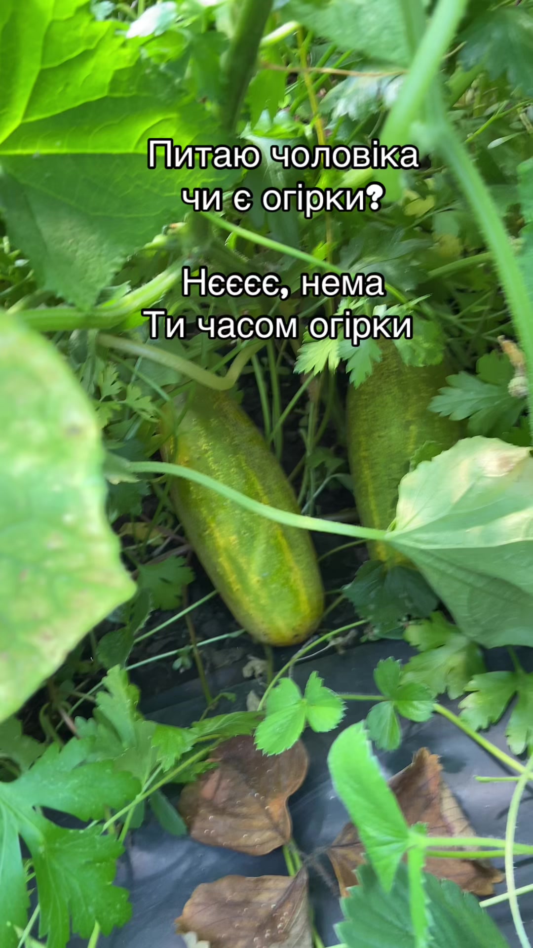 @Катеринка 🇺🇦
