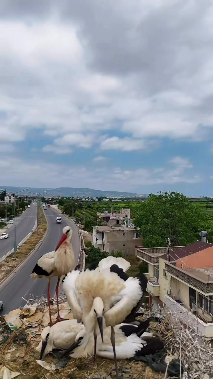 @Bizadanaliyik