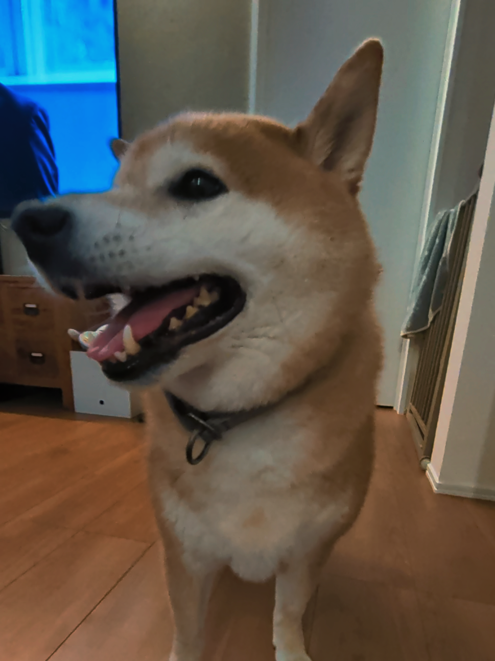 @柴犬とんこつ