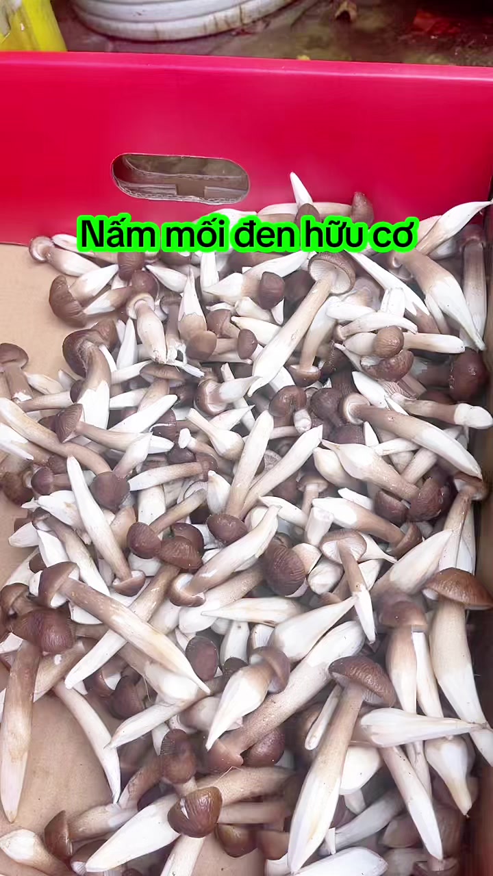 @nguyentuyet_79
