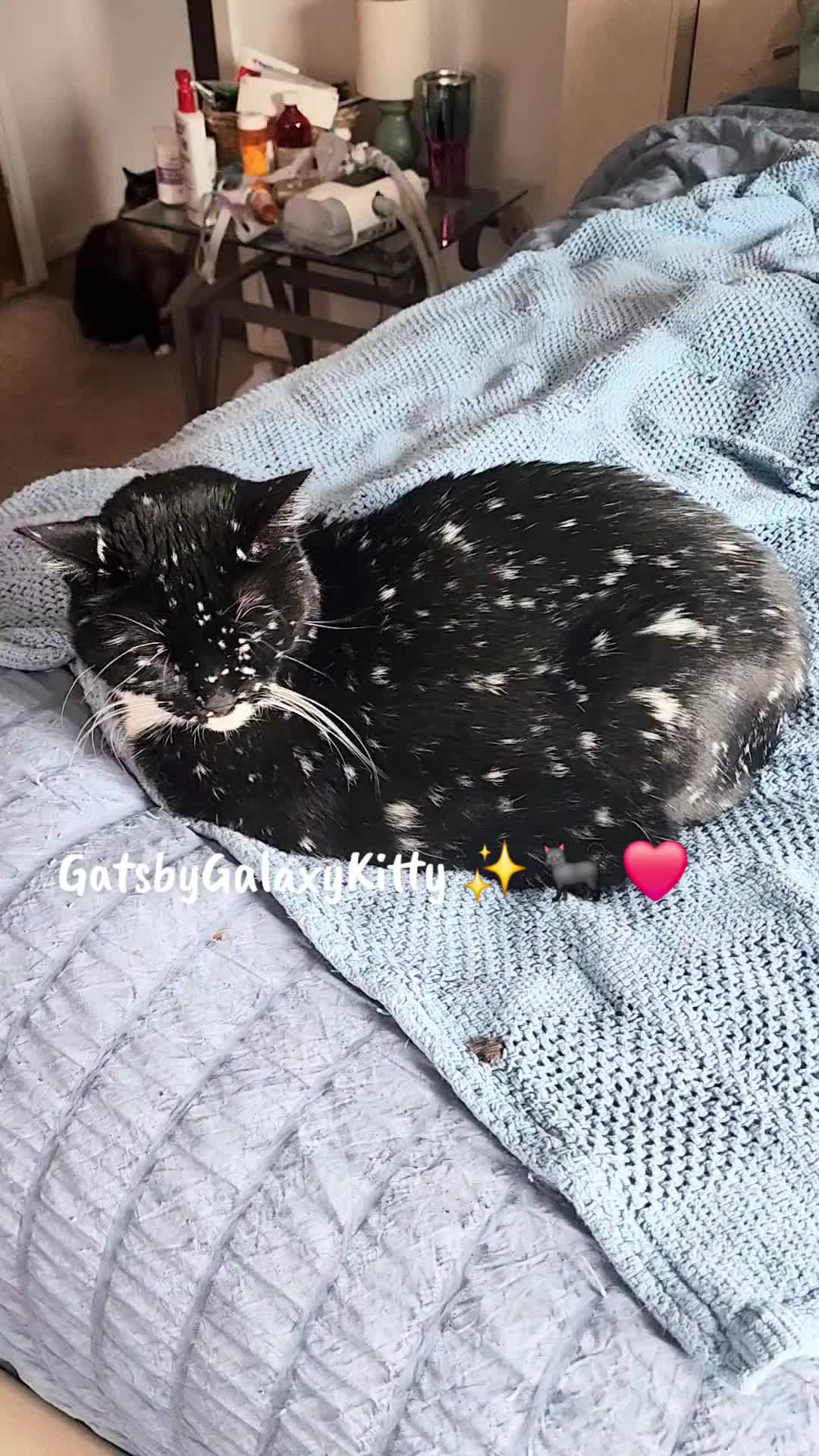 @gatsbygalaxykitty