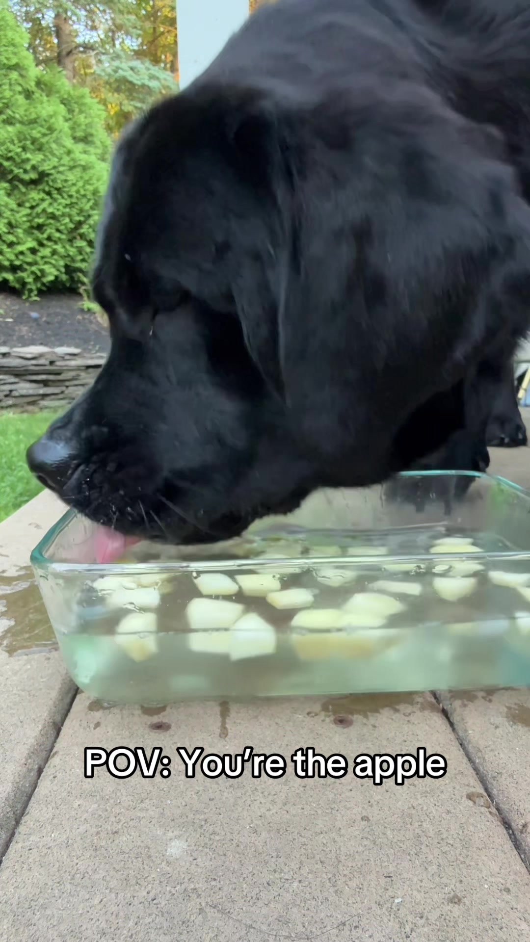 @DennisTheBlackLab
