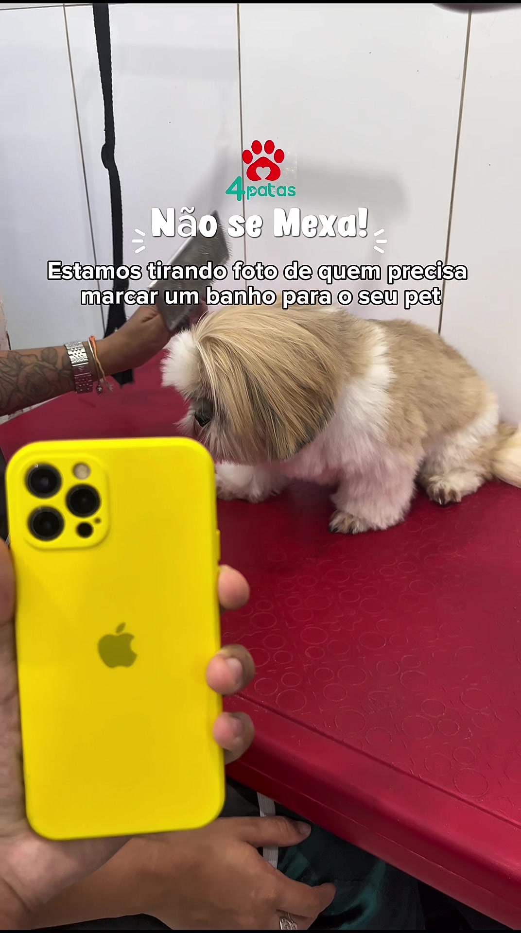 @4patas24h