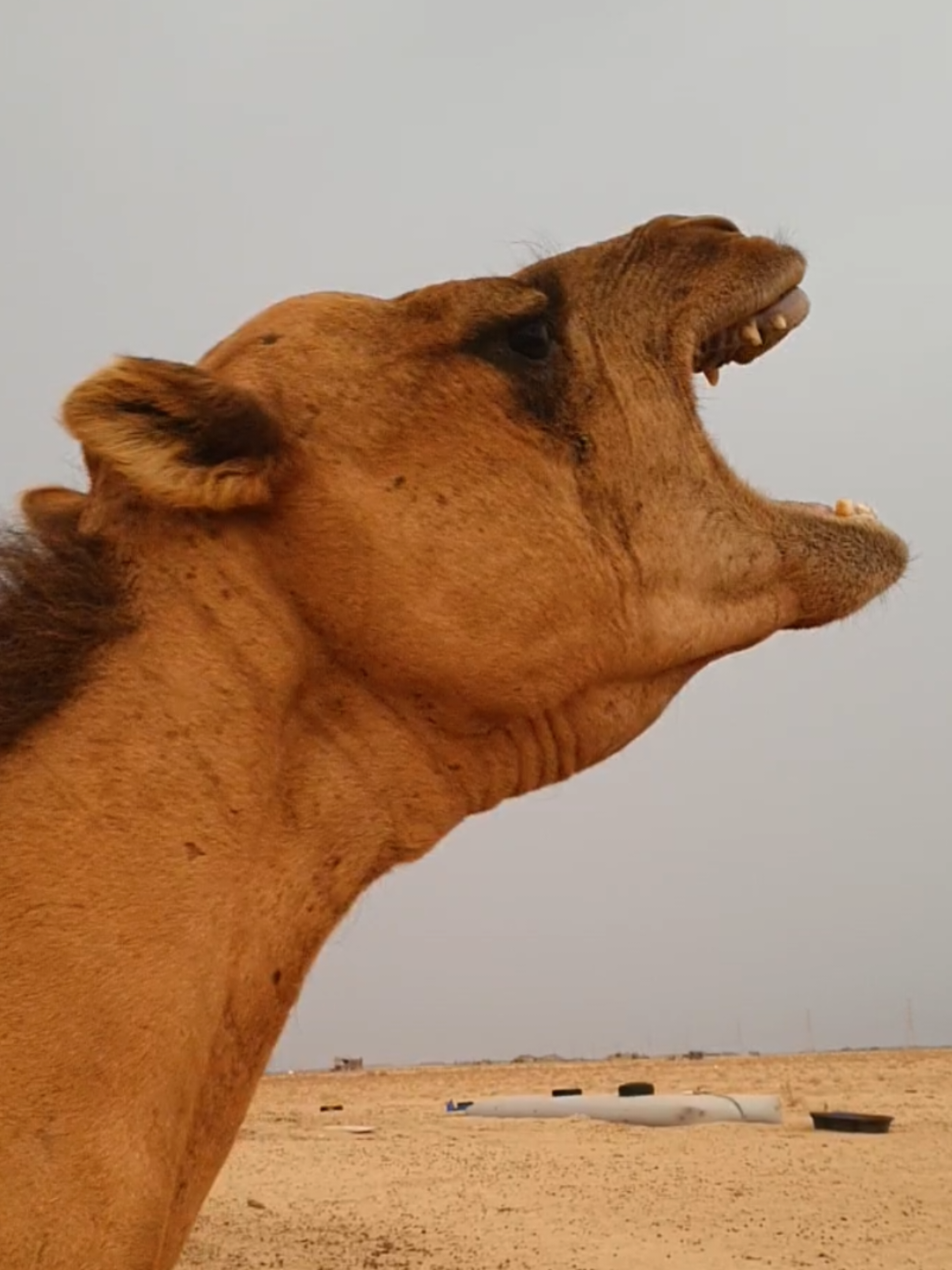 @funny:)animalsbytwins