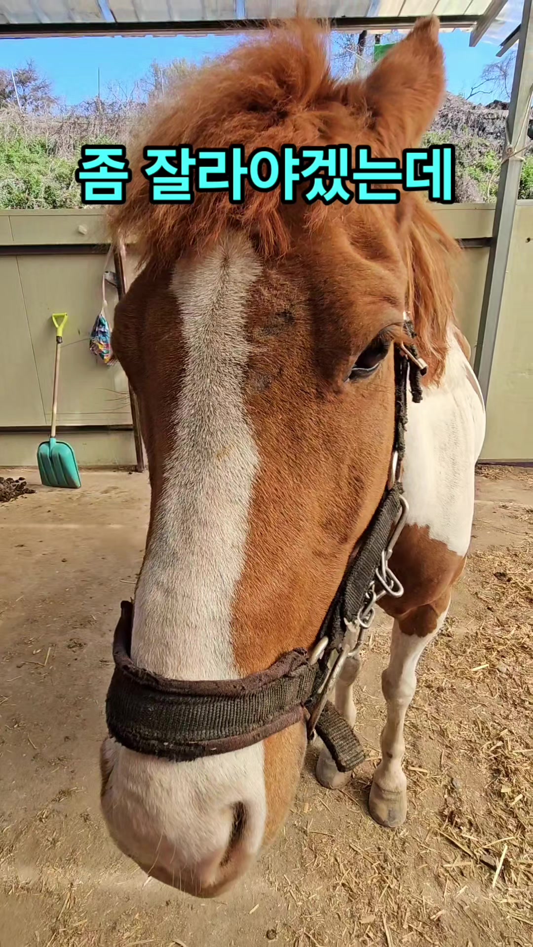 @말타는피부원장🐎김미애🐎