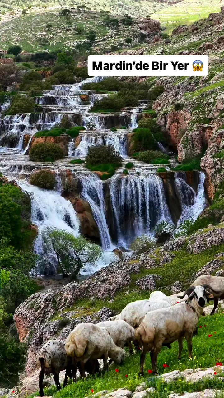 @akif.ozek