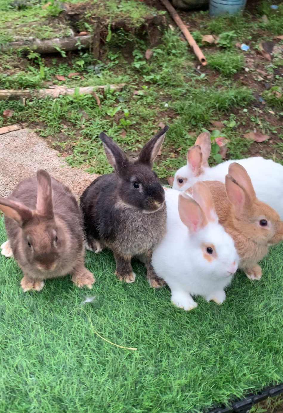 @chedyrabbit.jkt
