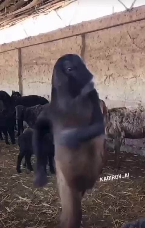 @ереке