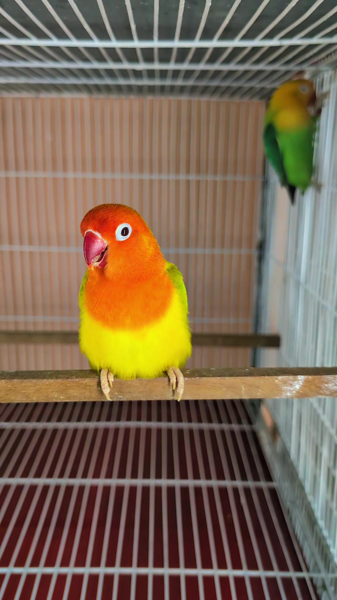 @manhaaviary