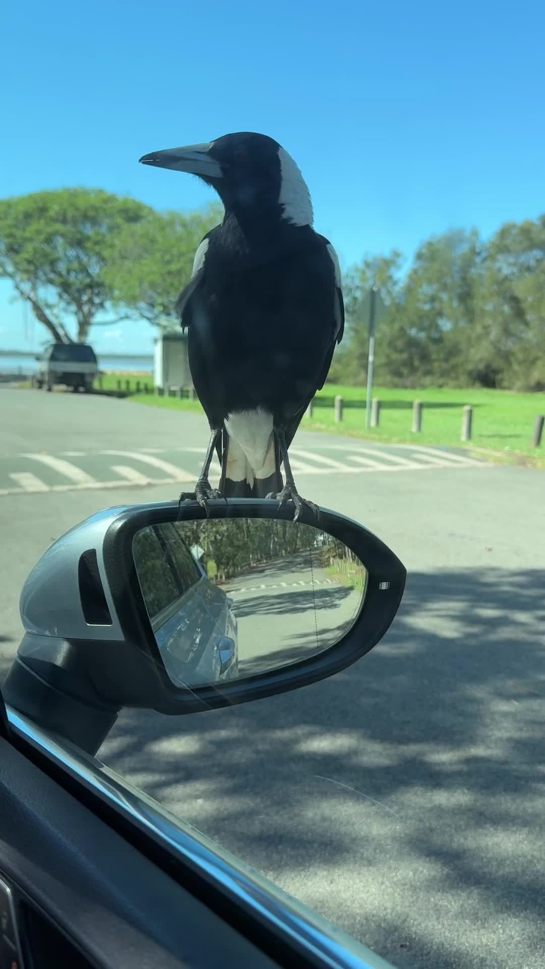 @V Aussie