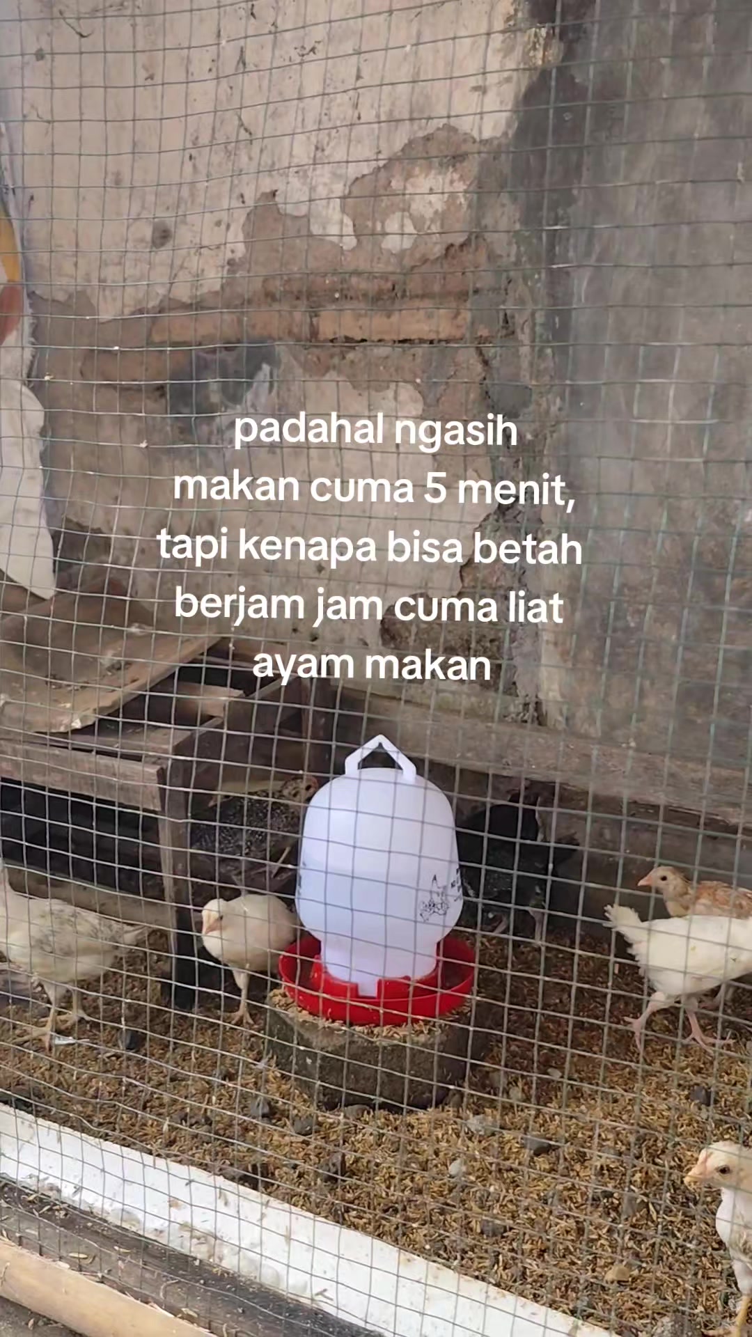 @laptt