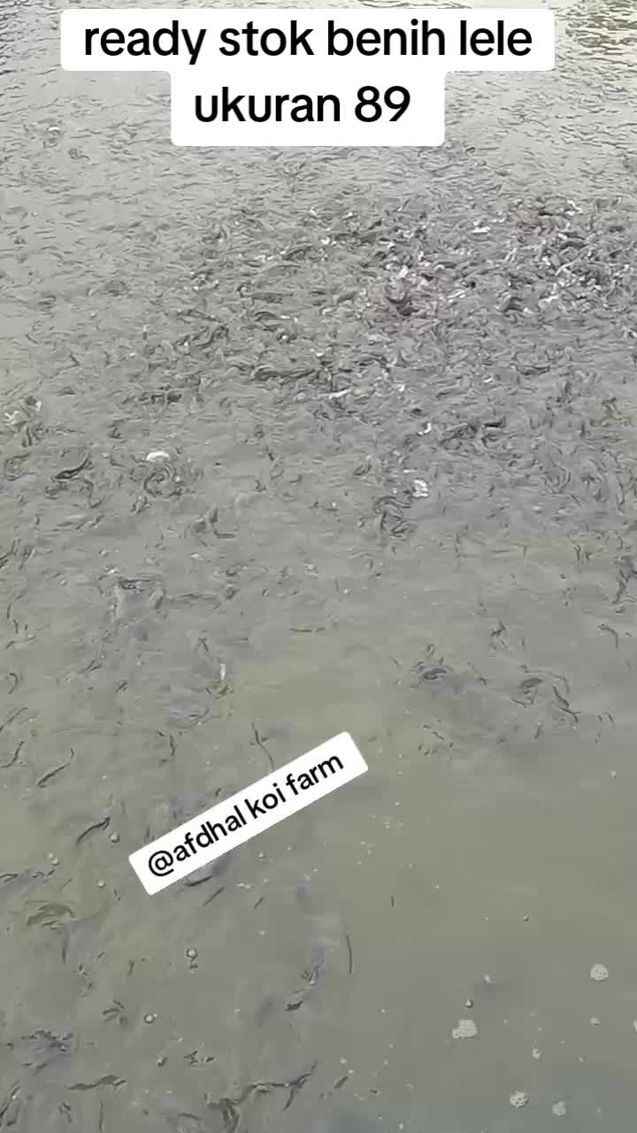 @afdhal koi farm