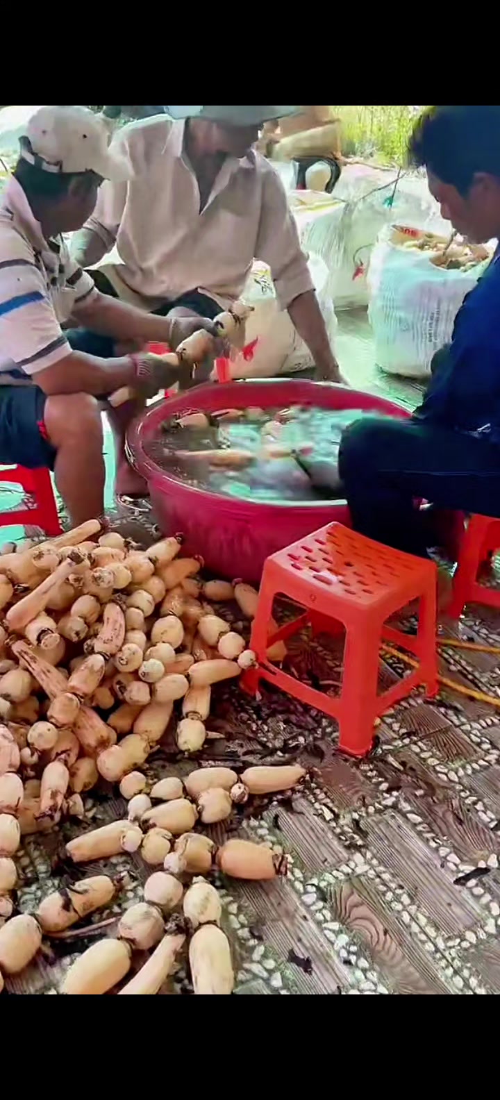 @Con Ghẻ Của TikTok 3