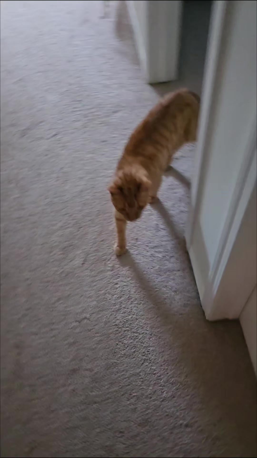 @ADVENTURE STEVE - THE CAT