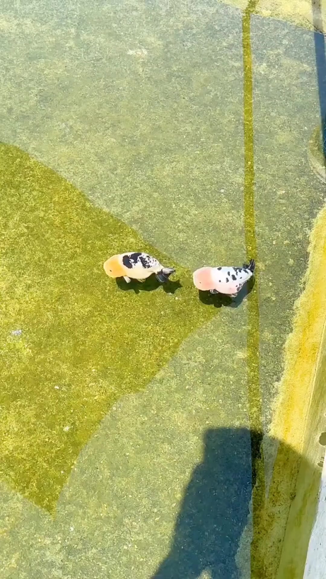 @𝕂𝕚𝕟𝕘 𝔾𝕠𝕝𝕕𝕗𝕚𝕤𝕙 3