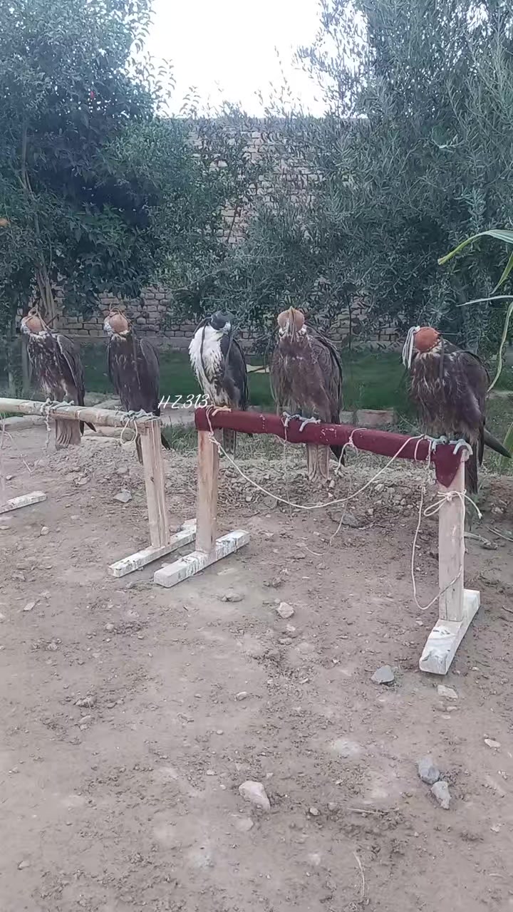 @🦅Hunter Zehri🪶