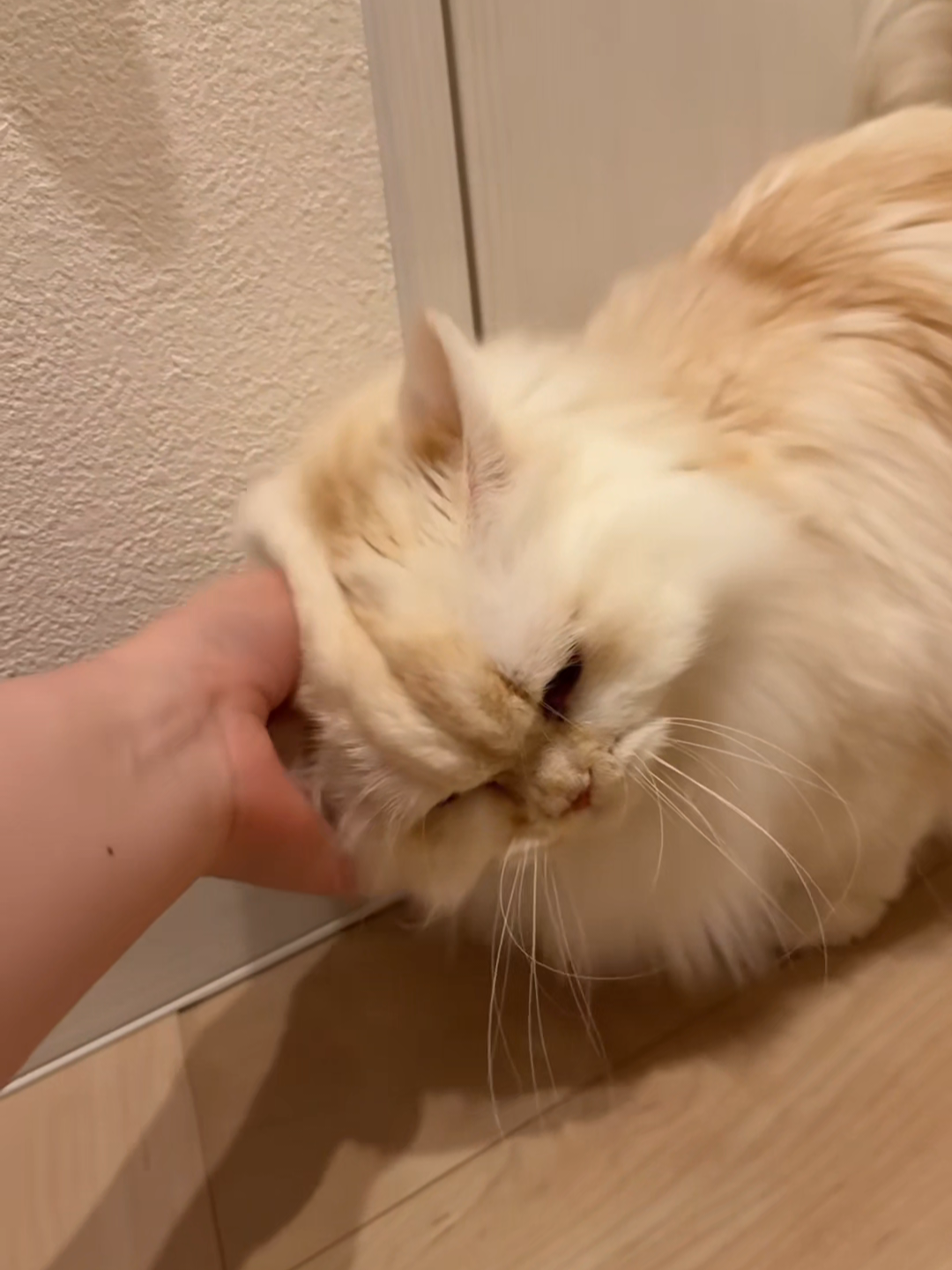 @Chonky World Of Cats