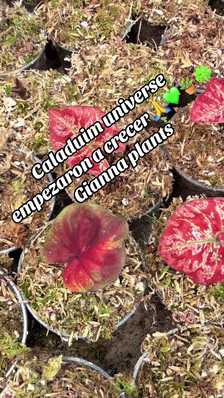 @Gianna.Plants 💚🍀🪴🇵🇪