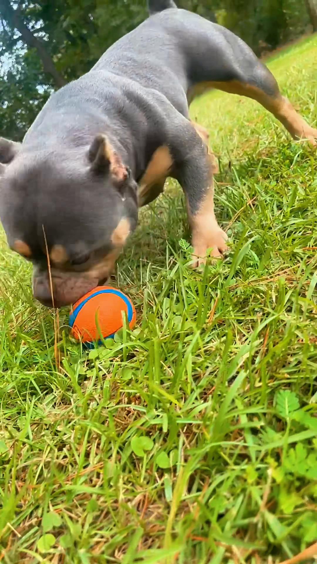 @gardnerkennel08