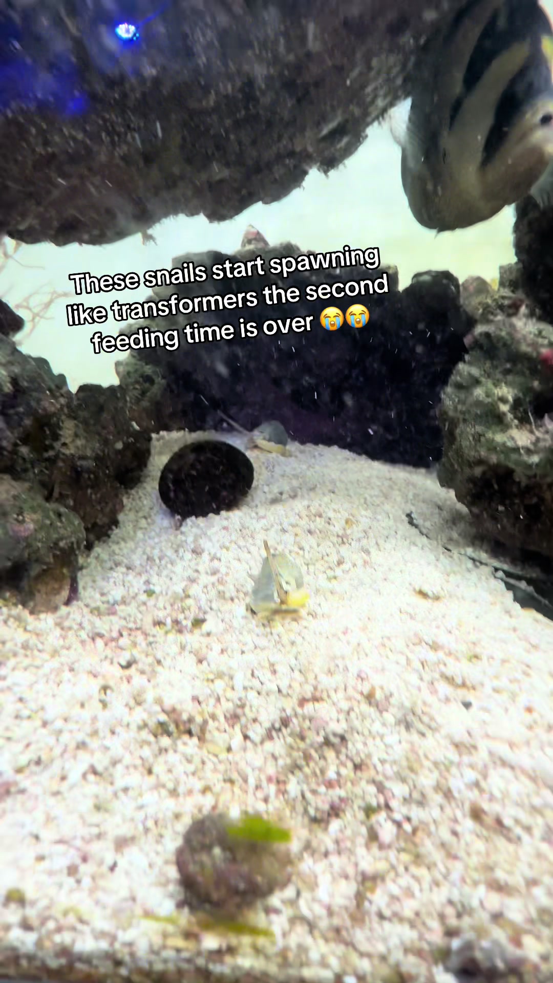 @ReefSync