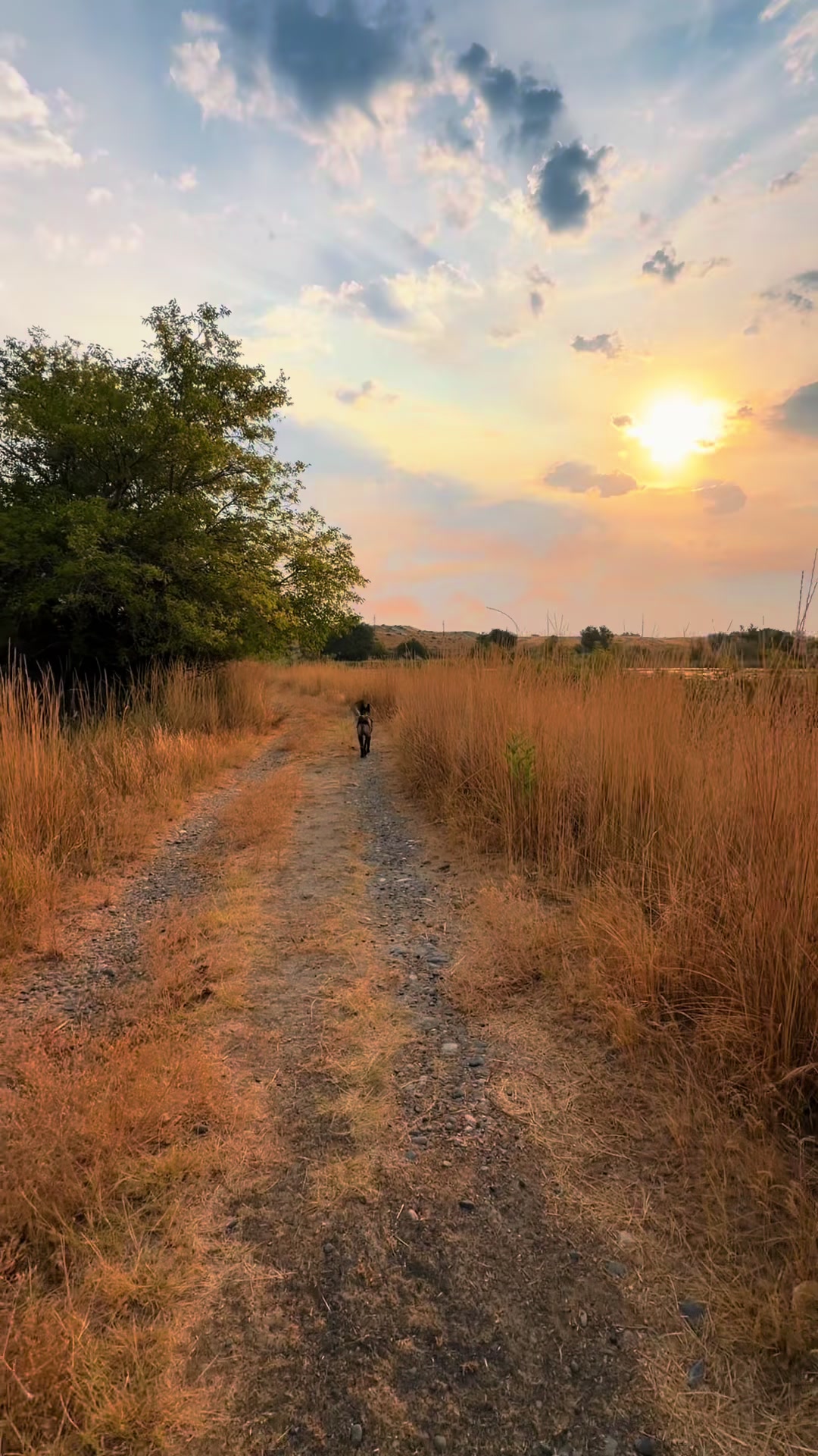 @bolo_belgianmalinois