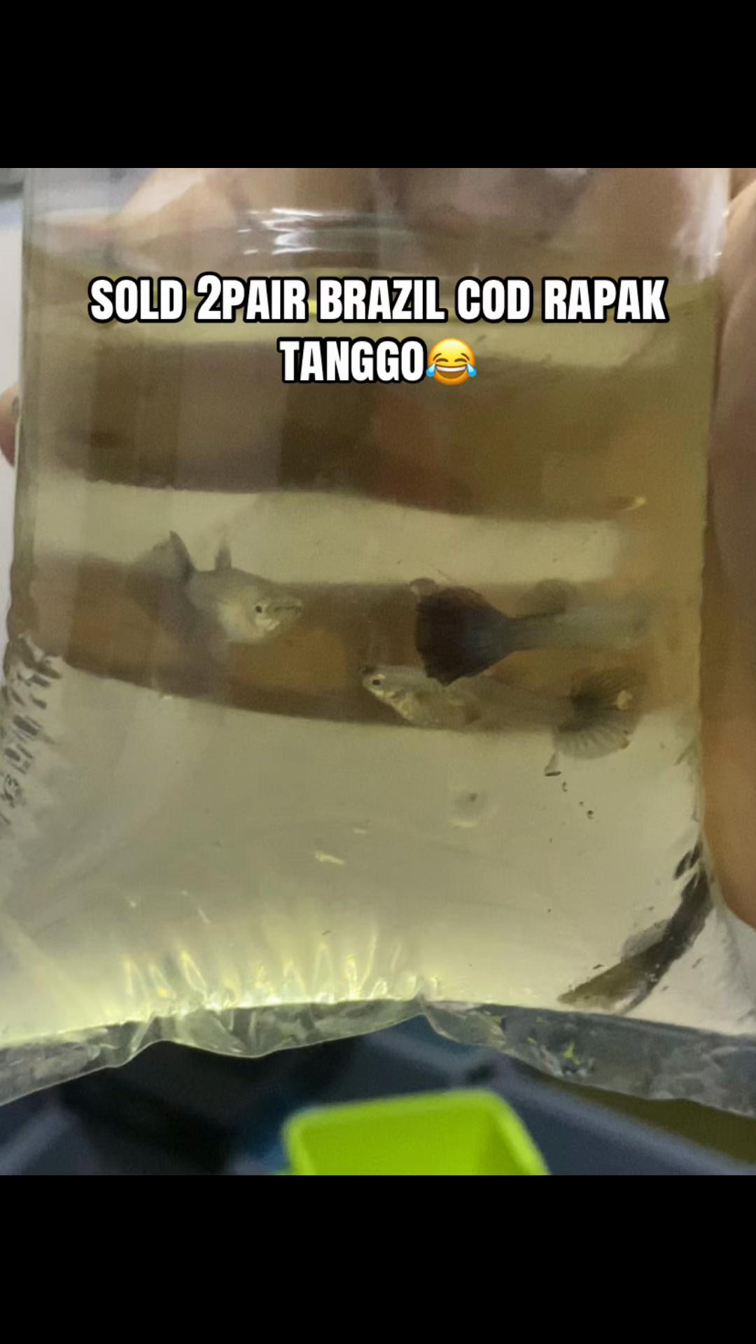 @RULL GUPPY MINI HOUSE🏘️
