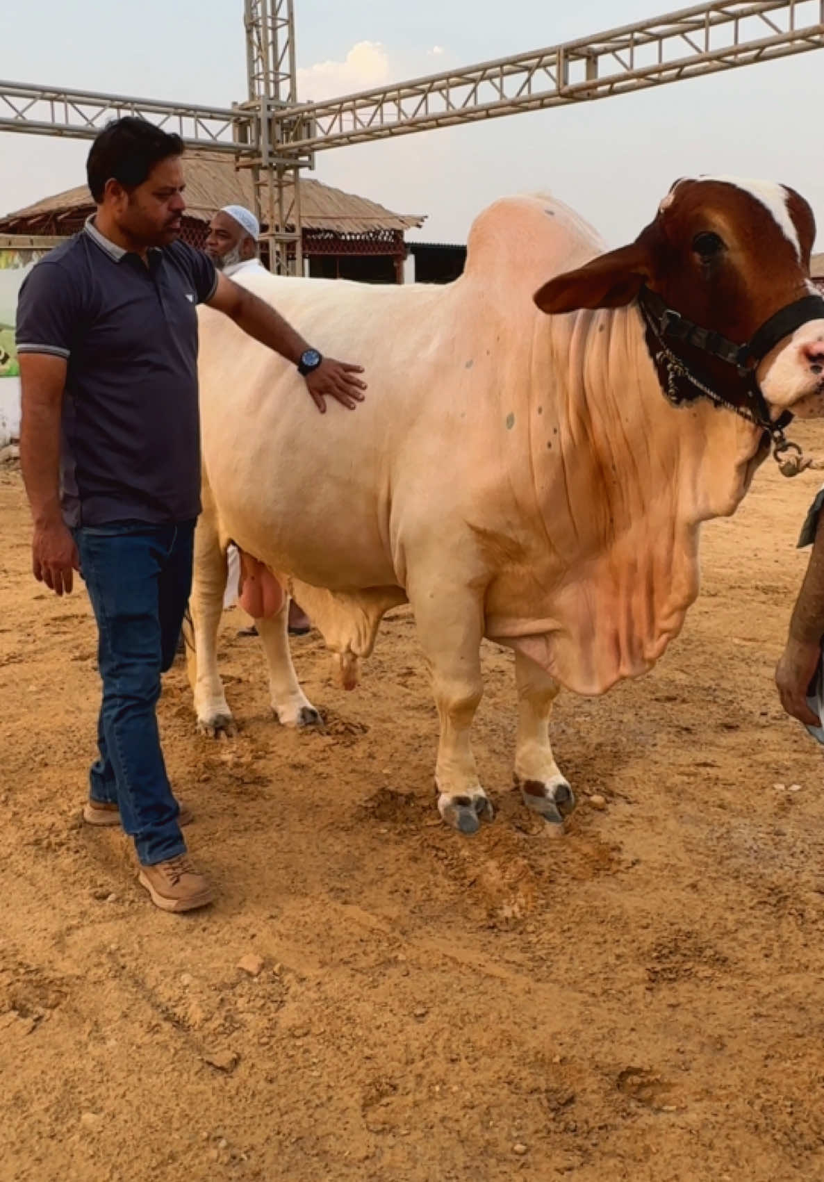 @Karachi Bull lovers