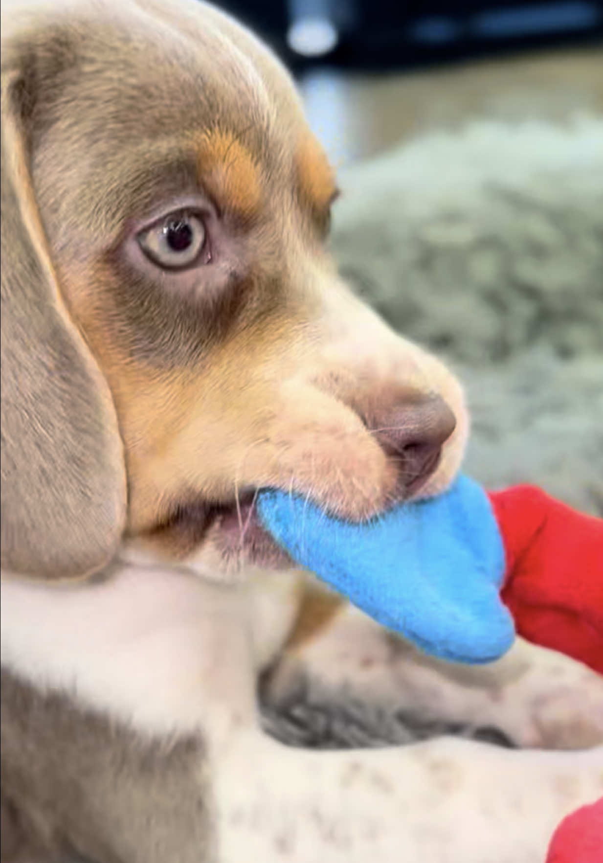 @Petland Oklahoma City