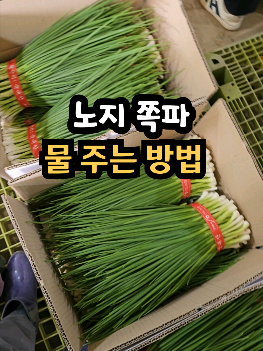 @나미제이
