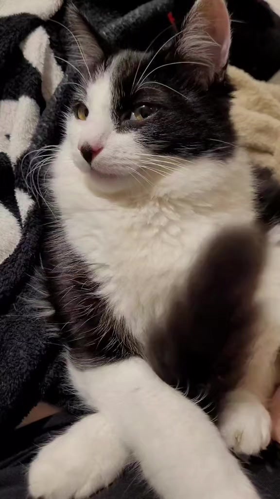 @✨️🐈❤️🐕❤️🐈✨️