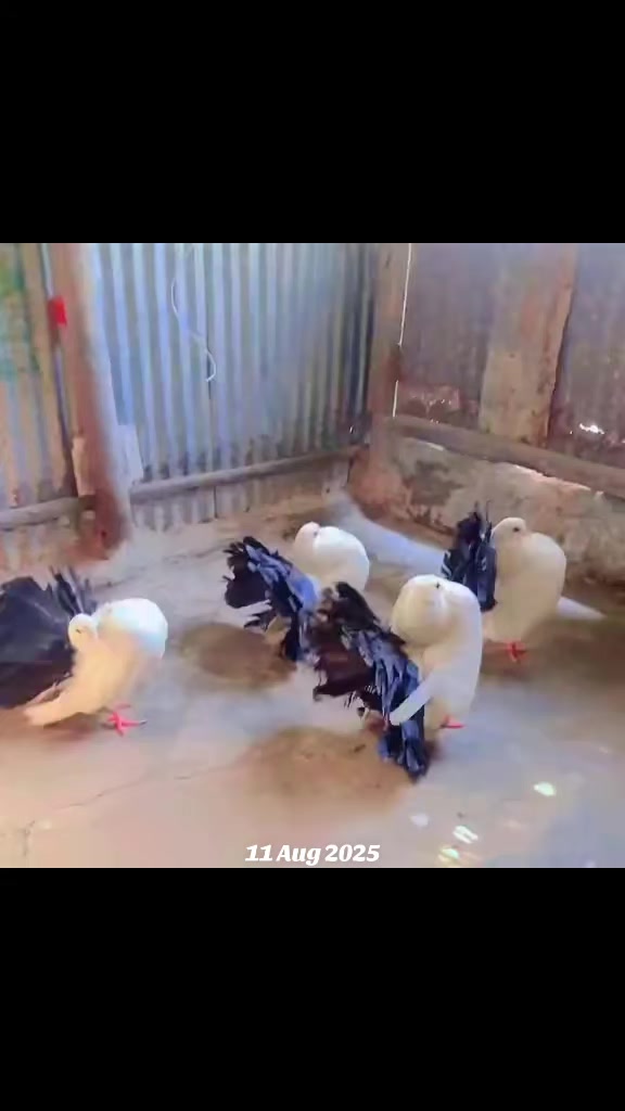 @A    N    T   O    R    ツ