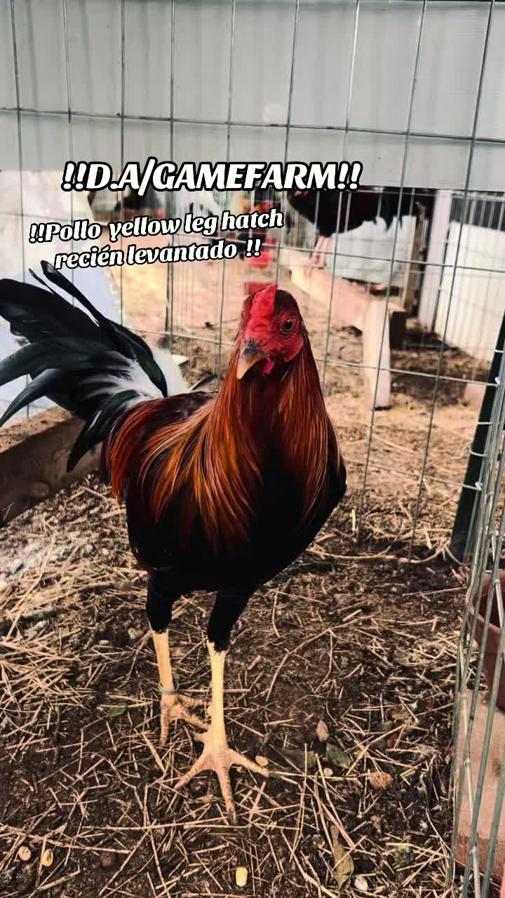 @DAgamefarm