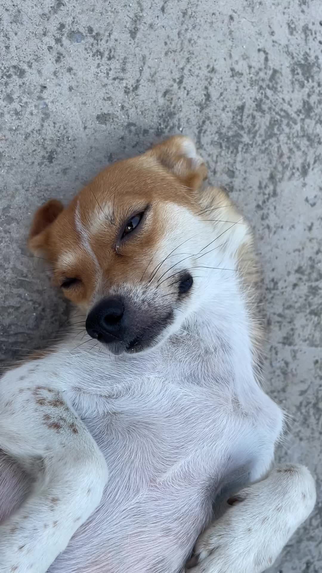 @Pet World Hub